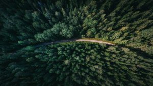 Bird eyes view of road surrounded by a green forest