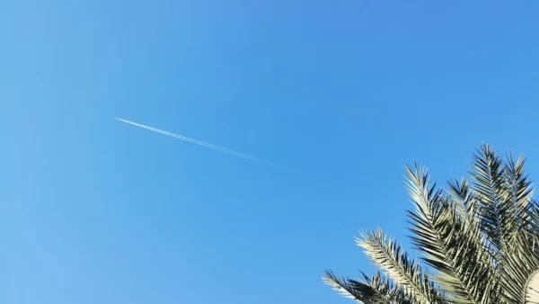 Image of a jet flying in the distance with palm tress in the right bottom corner
