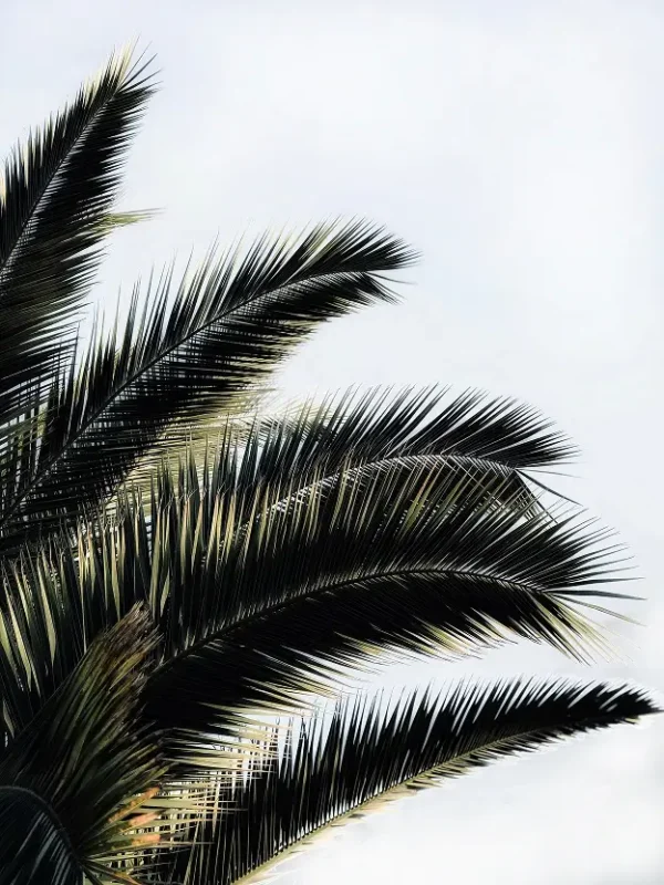 Close-up of palm tree fronds against bright sky at Node Talks event location